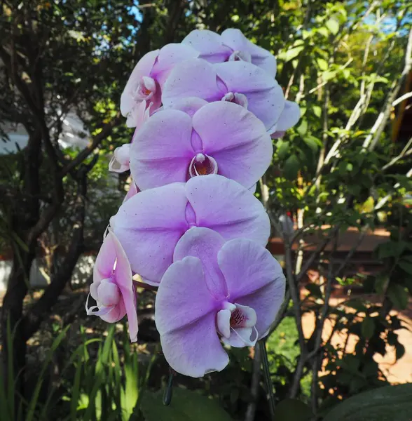 Fleurs Étonnantes Dans Jardin Temple — Photo