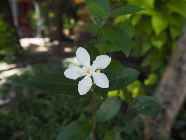 Niesamowite Kwiaty Ogrodzie Świątyni — Zdjęcie stockowe