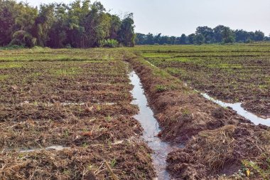 Sonbaharda ekilmiş tarla