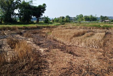 Sonbaharda ekilmiş tarla