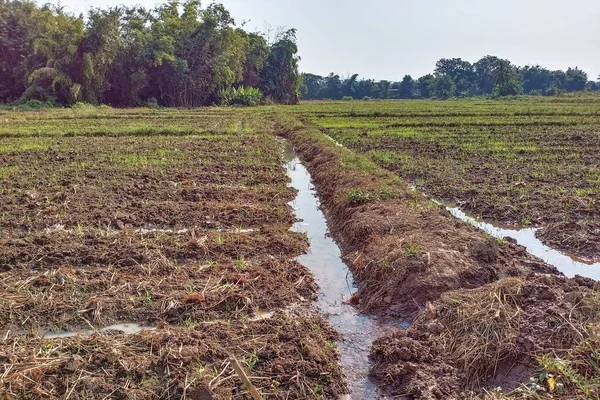 Sonbaharda ekilmiş tarla