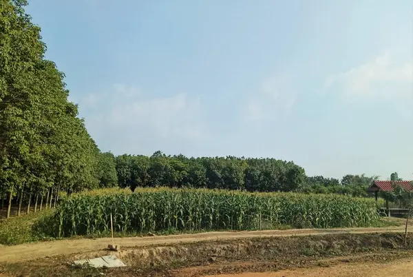 Feldbau Mais Und Himmel Mit Wolken — Stockfoto