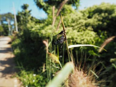 Çiftleşme mevsimi geldi. Bu harika çiftleşmiş kelebekler için. 