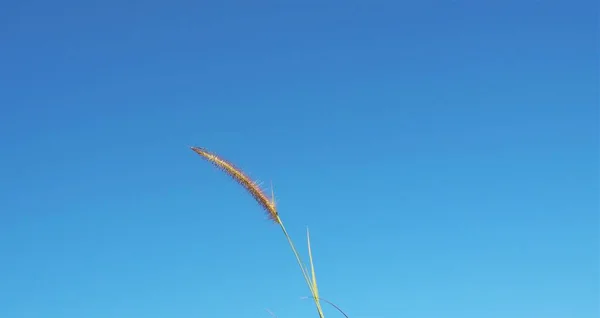 灿烂的风花掠过森林中的天空 — 图库照片