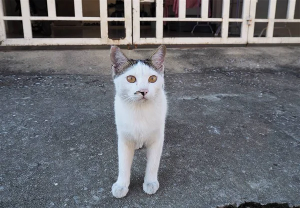 Freche Ragged Cat Kam Gerade Vom Spielen Auf Dem Feld — Stockfoto