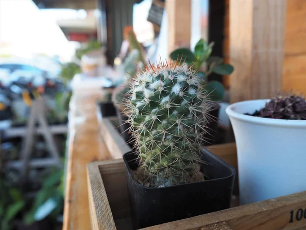 Kaktusz Egy Kis Edényben Asztalon — Stock Fotó