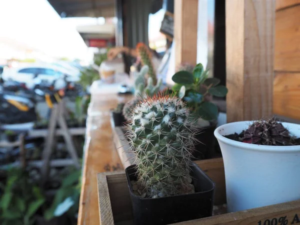 Cactus Una Olla Pequeña Sobre Mesa — Foto de Stock