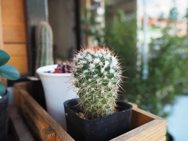 Cactus Una Olla Pequeña Sobre Mesa — Foto de Stock