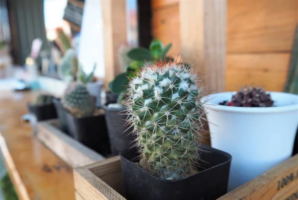 Kaktusz Egy Kis Edényben Asztalon — Stock Fotó