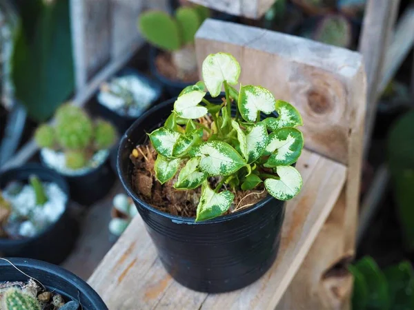 Plant Een Pot Tuin — Stockfoto