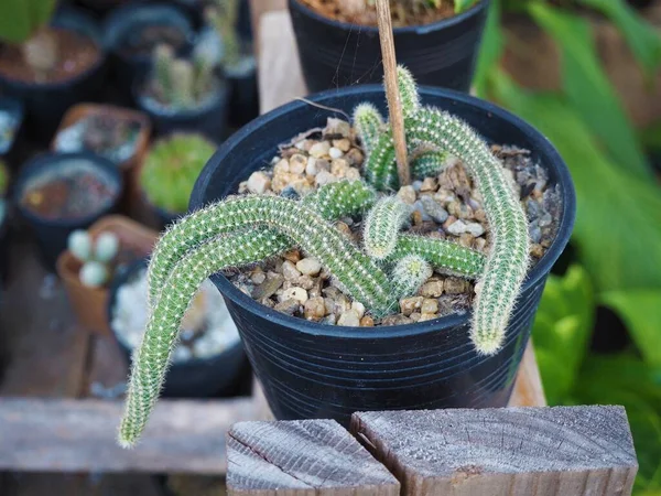 Cactus Una Pentola Giardino — Foto Stock