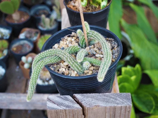 Cactus Una Olla Jardín — Foto de Stock