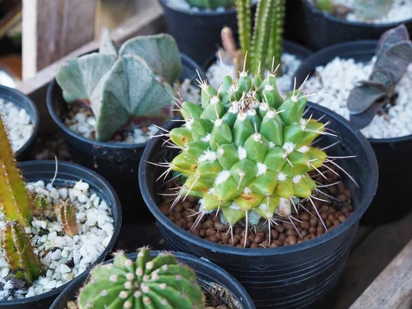 Cactus Een Pot Tuin — Stockfoto