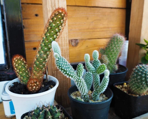 Cactus Una Olla Jardín — Foto de Stock