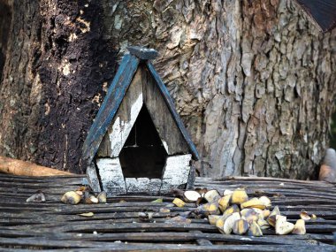 Ormandaki sincap ahşap evi.