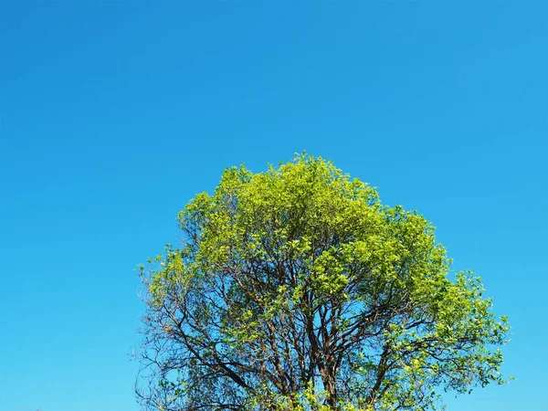 Árbol Otoño Con Cielo Azul —  Fotos de Stock