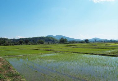 Dağa yakın kırsalda pirinç tarlası..