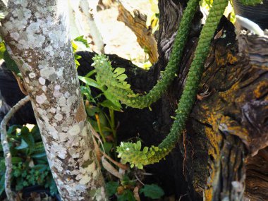 Bahçedeki tencerede kaktüs