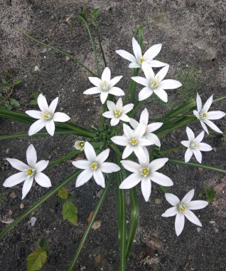 Flowers of Ukraine. Unsurpassed, eternal beauty of nature.