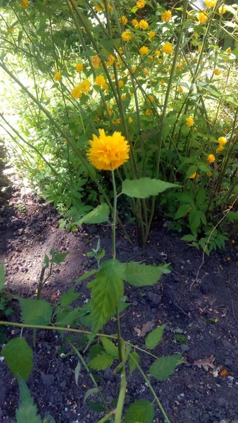 Flowers Ukraine Unsurpassed Eternal Beauty Nature — Photo