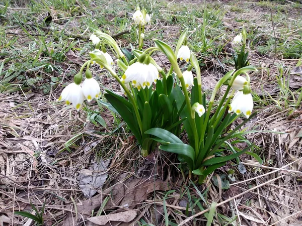 Flowers Ukraine Unsurpassed Eternal Beauty Nature — Foto de Stock