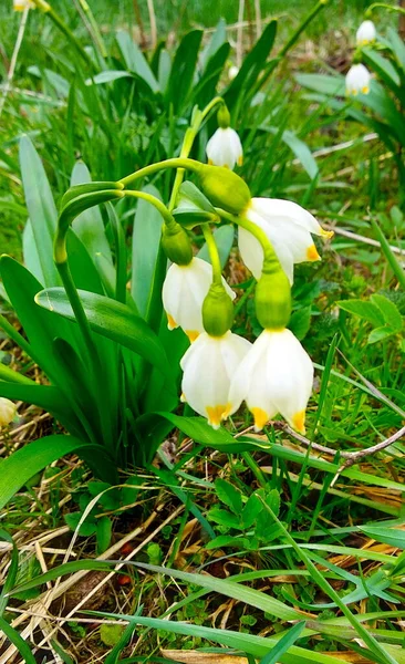 Flowers Ukraine Unsurpassed Eternal Beauty Nature — Foto de Stock