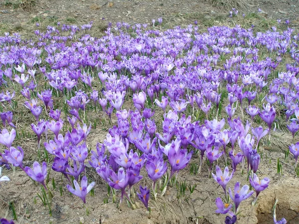 Flowers Ukraine Unsurpassed Eternal Beauty Nature — Zdjęcie stockowe