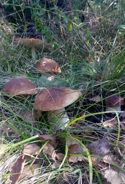 蘑菇Mushrooms 具有魔力的礼物 — 图库照片