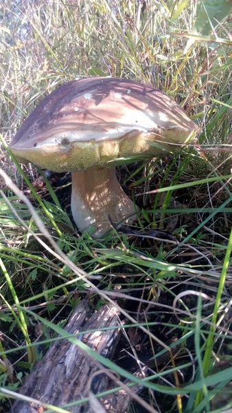 Mushrooms Gifts Magical Nature — Fotografia de Stock