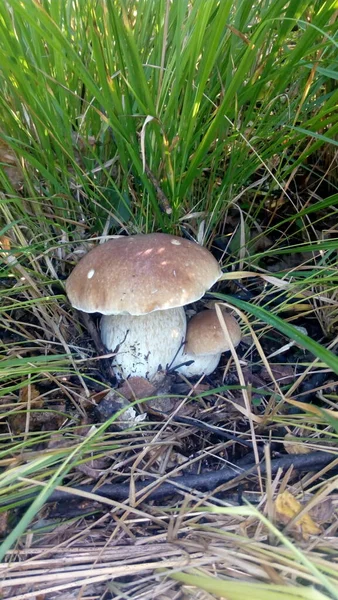 Mushrooms Gifts Magical Nature — Fotografia de Stock