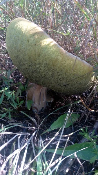Mushrooms Gifts Magical Nature — Fotografia de Stock