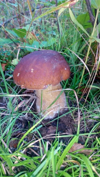 Mushrooms Gifts Magical Nature — Photo