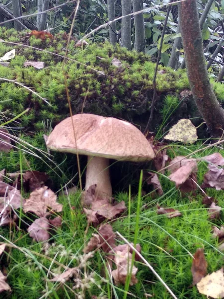 Mushrooms Gifts Magical Nature — Fotografia de Stock