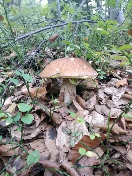 Mushrooms Gifts Magical Nature — Photo