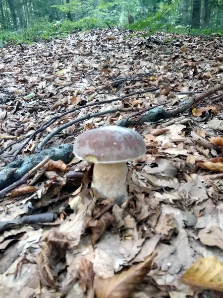 Mushrooms Gifts Magical Nature — Φωτογραφία Αρχείου