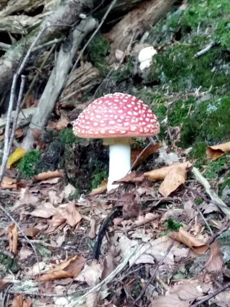 蘑菇Mushrooms 具有魔力的礼物 — 图库照片