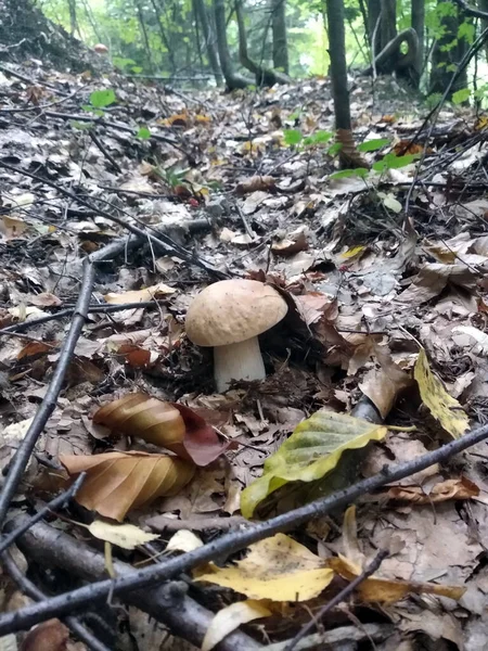 キノコだ 魔法の性質の贈り物 — ストック写真