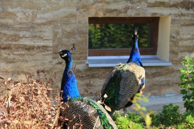 Evin arka planında iki tavus kuşu var.