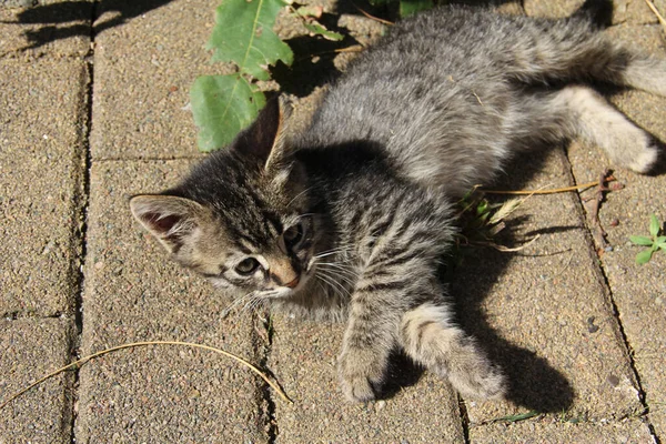 Brown Kitten Paving Stones Close — Stock Photo, Image