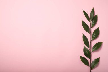 Pembe arka planda yeşil dekoratif dal