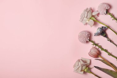 Çiçekli pembe arka plan - lale gülleri ve karanfiller. Düz yatıyordu. Boşluğu kopyala.