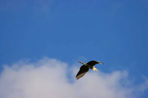 Graureiher Fliegen Himmel — Stockfoto