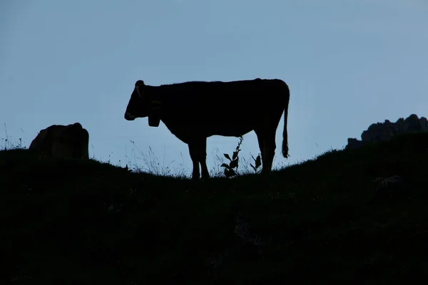 Silhouet Van Een Koe Ochtend — Stockfoto