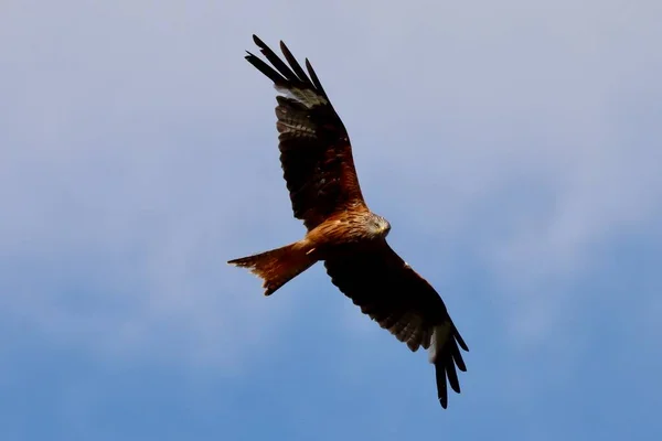 Stor Rödkite Flyger Skyn Söker Foo — Stockfoto