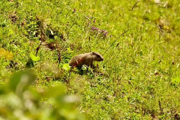 Jeune Marmotte Sur Une Prairie Dans Les Montagnes — Photo