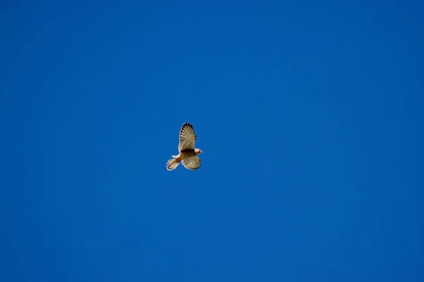 Vrouwelijke Torenvalk Vliegend Blauwe Lucht Zoekend Naar Foo — Stockfoto