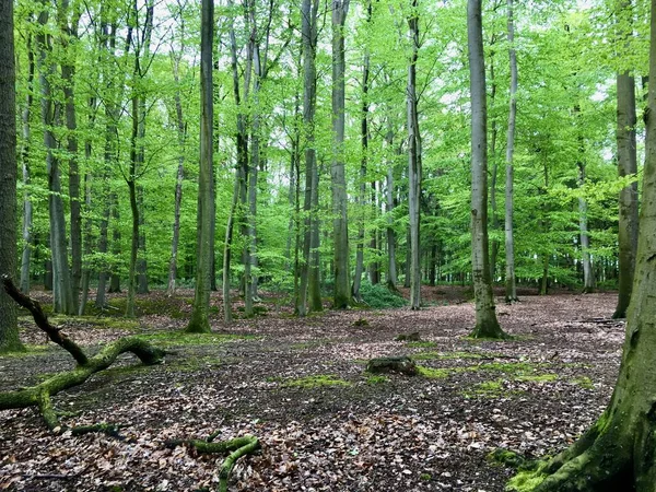 Zelené Stromy Lese Létě — Stock fotografie