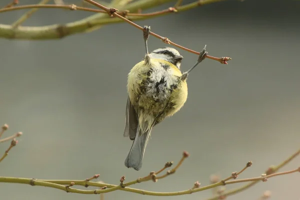 Portrait Blue Tit Sitting Branch — 스톡 사진