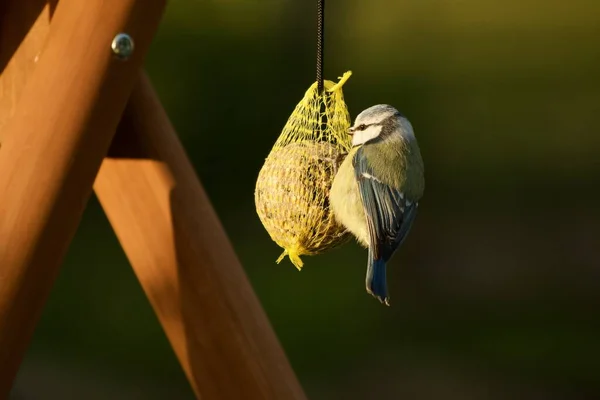 Portrait Blue Tit Sitting Fat Ball — Φωτογραφία Αρχείου