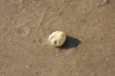 Sahildeki küçük deniz hayvanı.